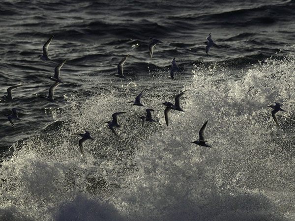 Riuttatiira, Sandwich Tern, Sterna sandvicensis