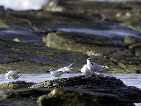 Riuttatiira, Sandwich Tern, Sterna sandvicensis