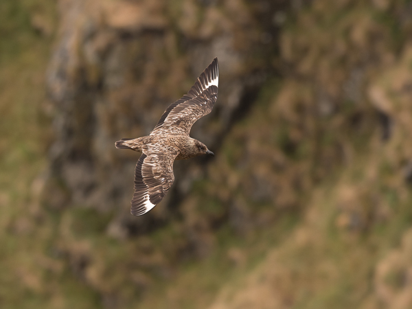 Isokihu, Great Skua, Stercorarius skua
