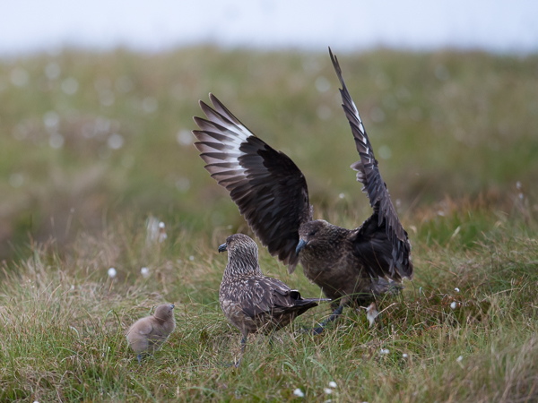 Isokihu, Great Skua, Stercorarius skua