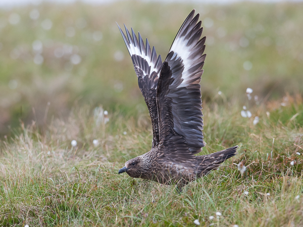 Isokihu, Great Skua, Stercorarius skua