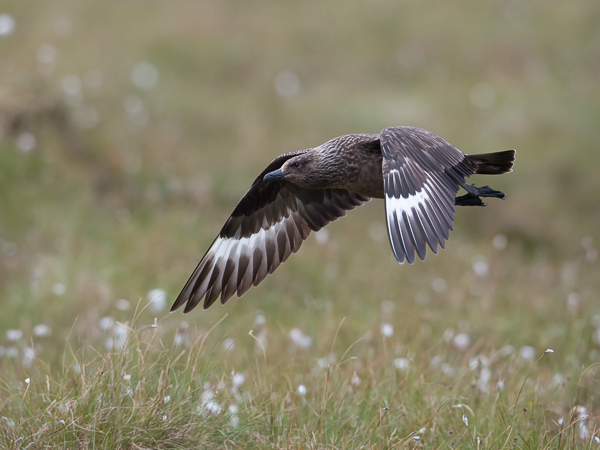 Isokihu, Great Skua, Stercorarius skua