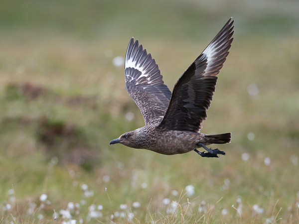 Isokihu, Great Skua, Stercorarius skua