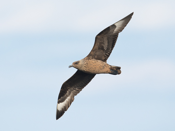Isokihu, Great Skua, Stercorarius skua