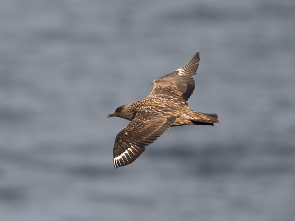 Isokihu, Great Skua, Stercorarius skua