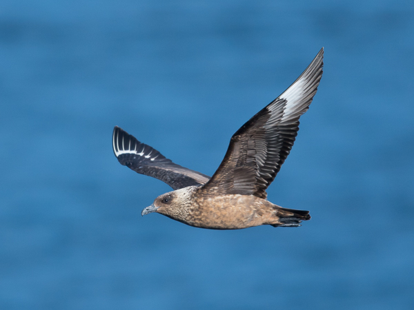 Isokihu, Great Skua, Stercorarius skua