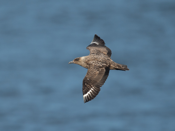 Isokihu, Great Skua, Stercorarius skua
