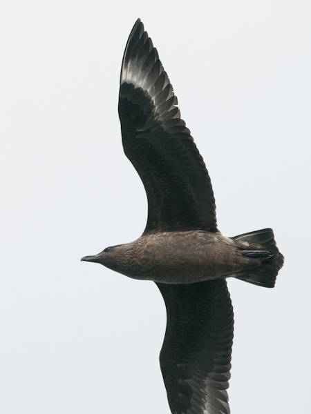 Isokihu, Great Skua, Stercorarius skua