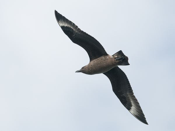 Isokihu, Great Skua, Stercorarius skua