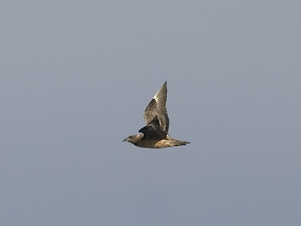 Isokihu, Great Skua, Stercorarius skua