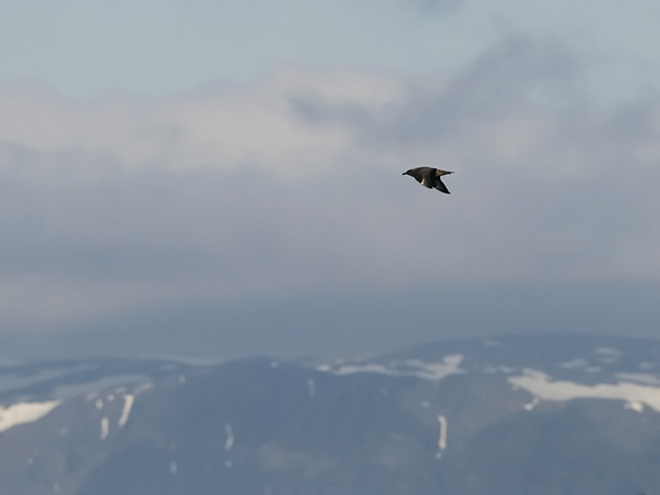 Isokihu, Great Skua, Stercorarius skua