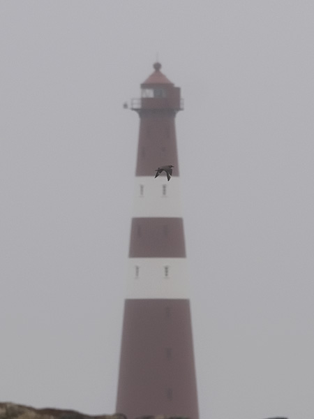 Isokihu, Great Skua, Stercorarius skua