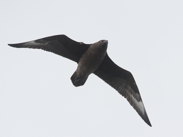 Isokihu, Great Skua, Stercorarius skua