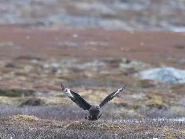 Isokihu, Great Skua, Stercorarius skua