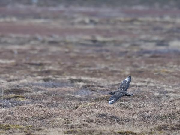 Isokihu, Great Skua, Stercorarius skua