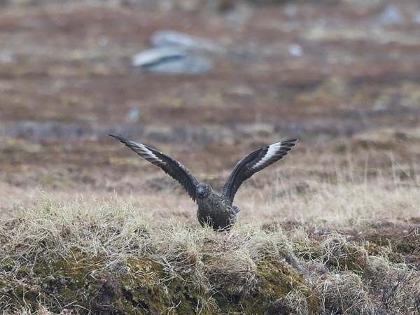 Isokihu, Great Skua, Stercorarius skua