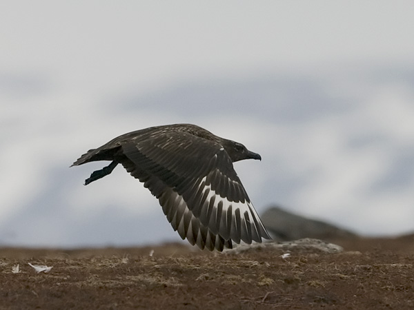 Isokihu, Great Skua, Stercorarius skua