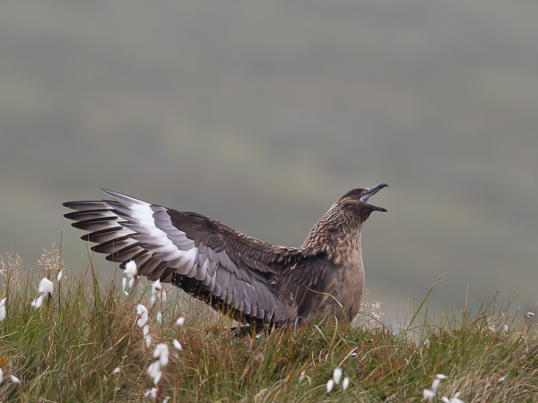 Isokihu, Great Skua, Stercorarius skua