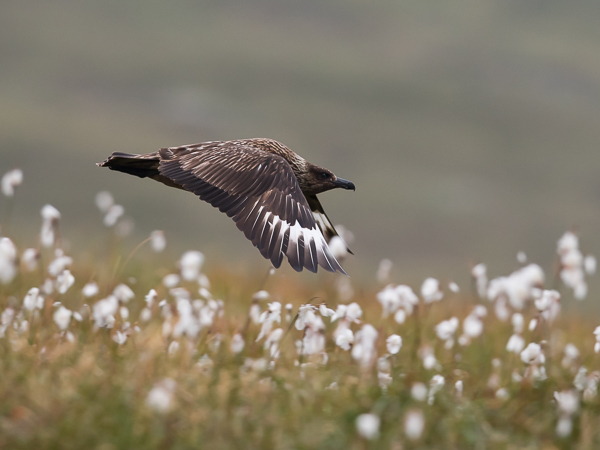 Isokihu, Great Skua, Stercorarius skua