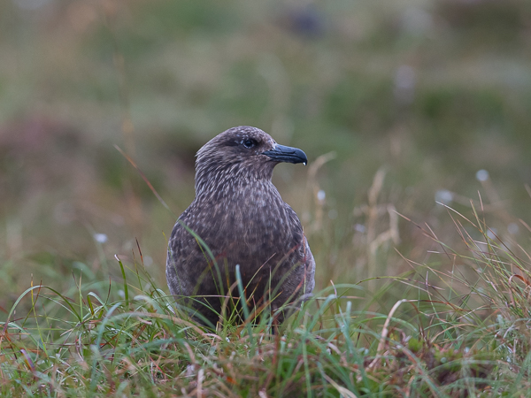 Isokihu, Great Skua, Stercorarius skua