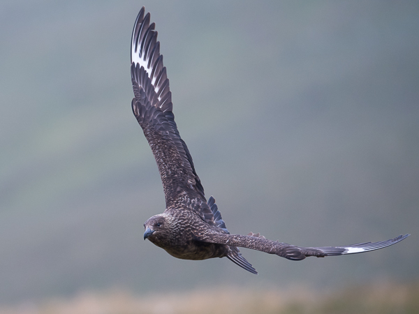 Isokihu, Great Skua, Stercorarius skua