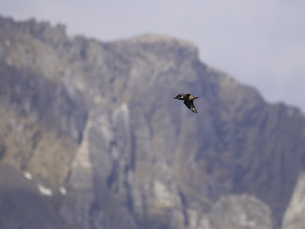 Isokihu, Great Skua, Stercorarius skua