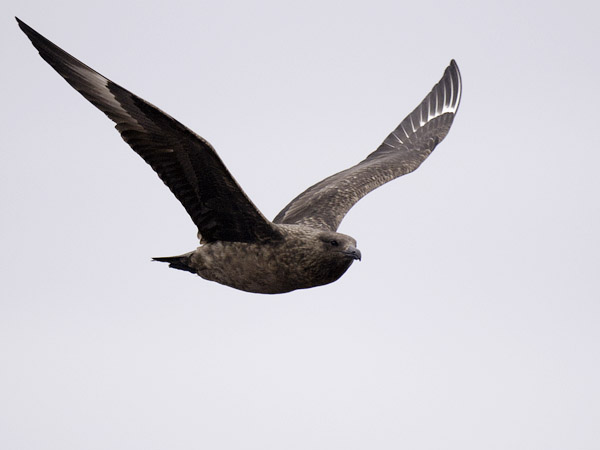 Isokihu, Great Skua, Stercorarius skua