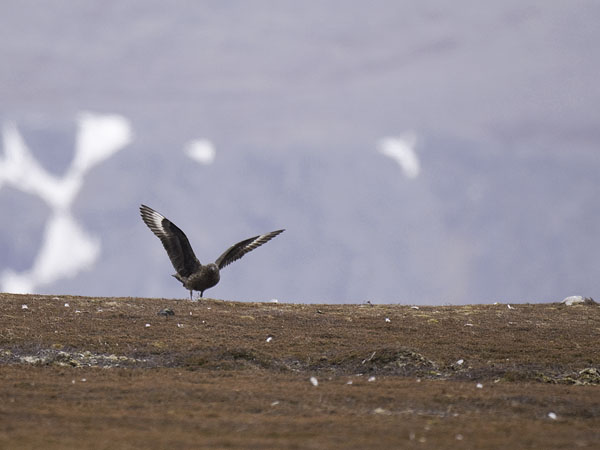 Isokihu, Great Skua, Stercorarius skua