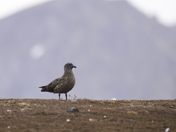 Isokihu, Great Skua, Stercorarius skua