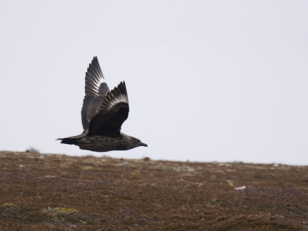 Isokihu, Great Skua, Stercorarius skua