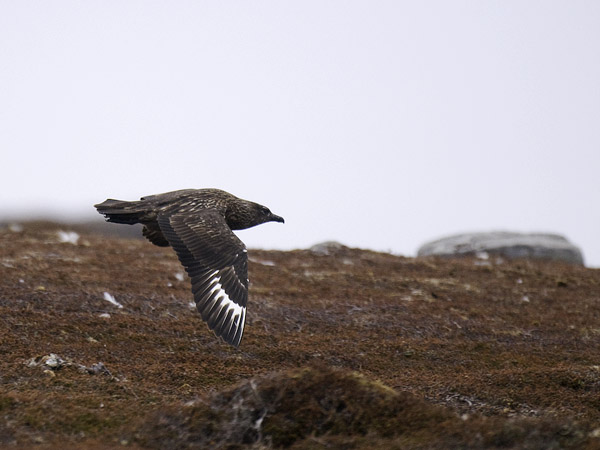 Isokihu, Great Skua, Stercorarius skua