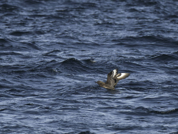 Isokihu, Great Skua, Stercorarius skua