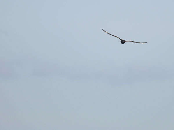 Isokihu, Great Skua, Stercorarius skua