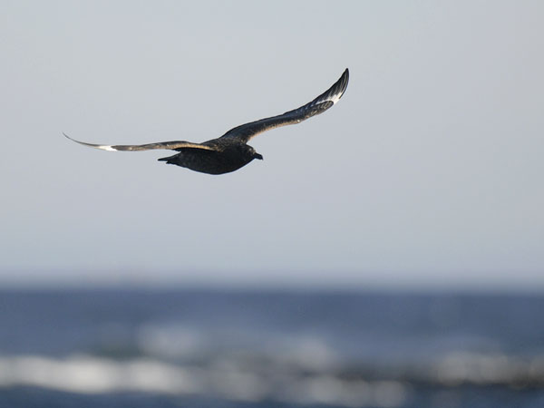 Isokihu, Great Skua, Stercorarius skua
