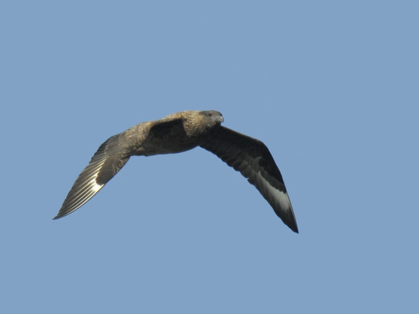 Isokihu, Great Skua, Stercorarius skua