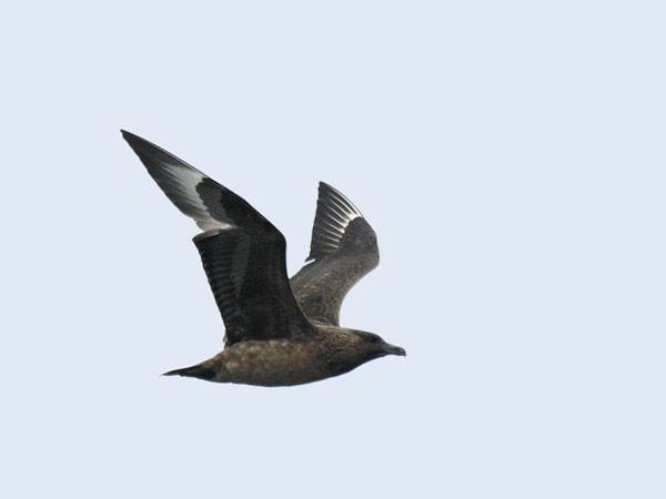 Isokihu, Great Skua, Stercorarius skua