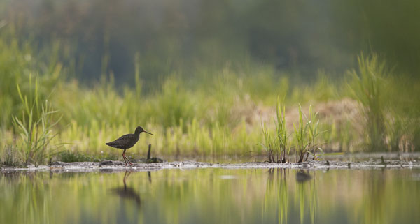 Mustaviklo, Spotted Redshank, Tringa erythropus