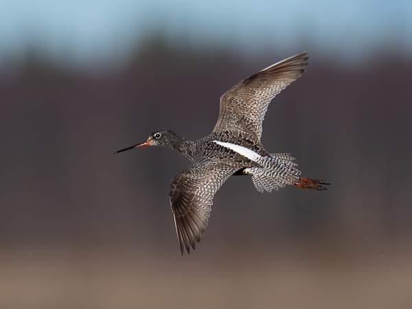 Mustaviklo, Spotted Redshank, Tringa erythropus