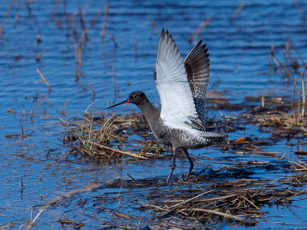 Mustaviklo, Spotted Redshank, Tringa erythropus