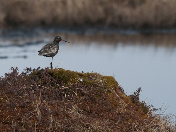 Mustaviklo, Spotted Redshank, Tringa erythropus