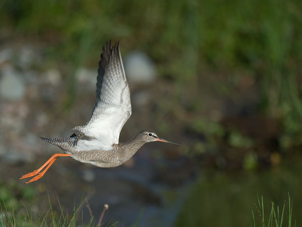 Mustaviklo, Spotted Redshank, Tringa erythropus