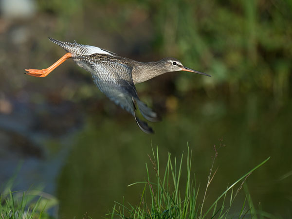 Mustaviklo, Spotted Redshank, Tringa erythropus