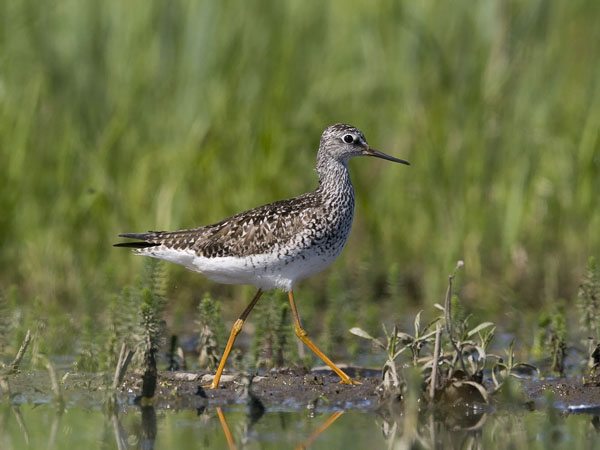 Keltajalkaviklo, Lesser Yellowlegs, Tringa flavipes
