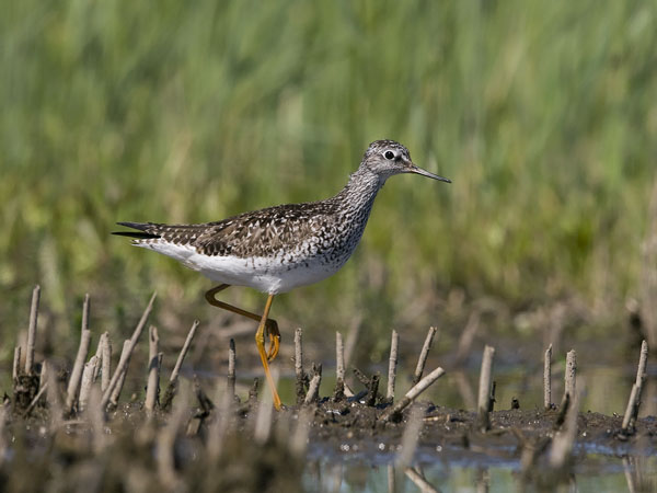 Keltajalkaviklo, Lesser Yellowlegs, Tringa flavipes