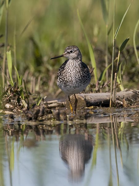 Keltajalkaviklo, Lesser Yellowlegs, Tringa flavipes