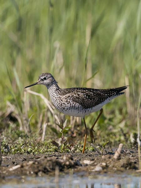 Keltajalkaviklo, Lesser Yellowlegs, Tringa flavipes