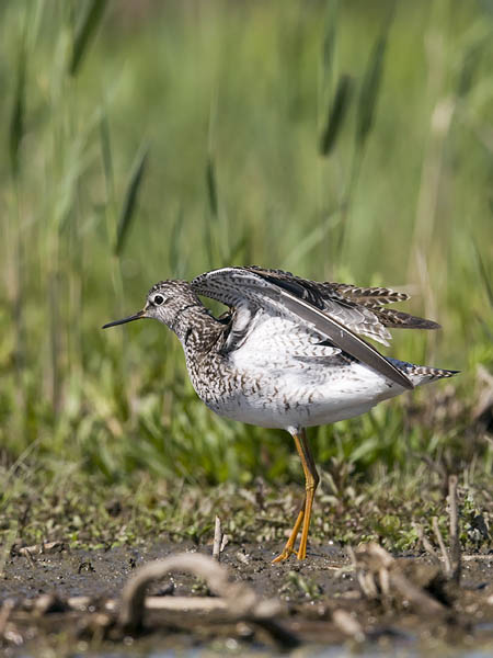 Keltajalkaviklo, Lesser Yellowlegs, Tringa flavipes