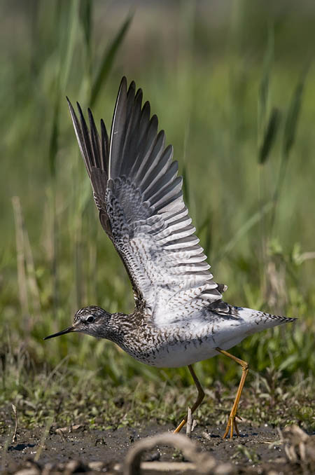 Keltajalkaviklo, Lesser Yellowlegs, Tringa flavipes