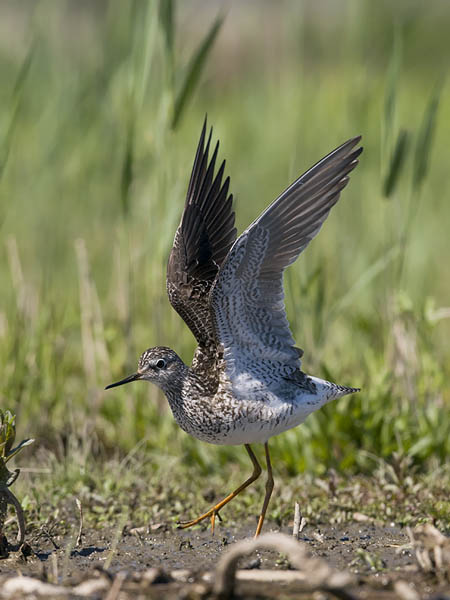 Keltajalkaviklo, Lesser Yellowlegs, Tringa flavipes