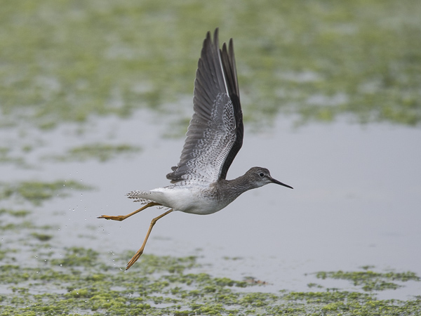 Keltajalkaviklo, Lesser Yellowlegs, Tringa flavipes